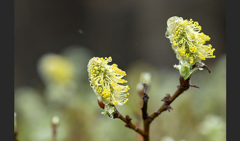 Woll-Weide (Salix lanata)