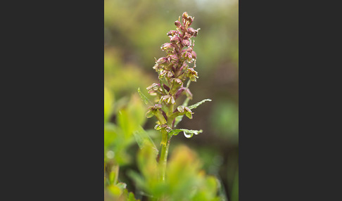 Grüne Hohlzunge (Coeloglossum viride)