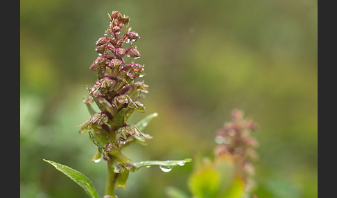 Grüne Hohlzunge (Coeloglossum viride)