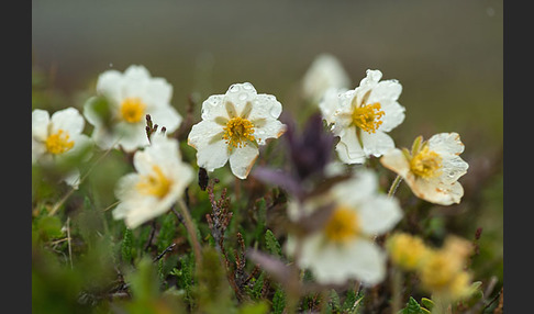 Silberwurz (Dryas octopetala)