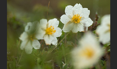 Silberwurz (Dryas octopetala)