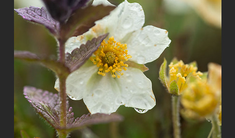 Silberwurz (Dryas octopetala)