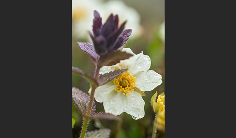 Silberwurz (Dryas octopetala)