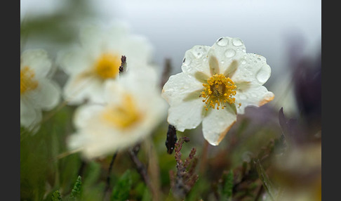 Silberwurz (Dryas octopetala)