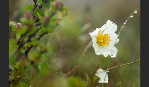 Silberwurz (Dryas octopetala)