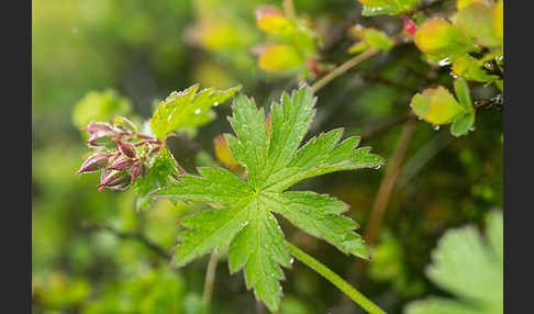 Wald-Storchschnabel (Geranium sylvaticum)