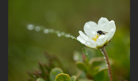 Silberwurz (Dryas octopetala)