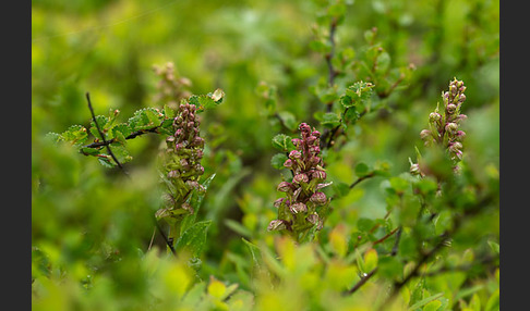 Grüne Hohlzunge (Coeloglossum viride)