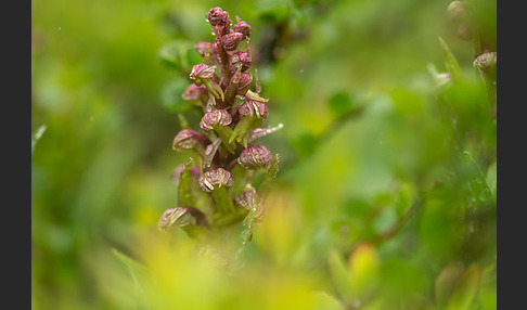 Grüne Hohlzunge (Coeloglossum viride)