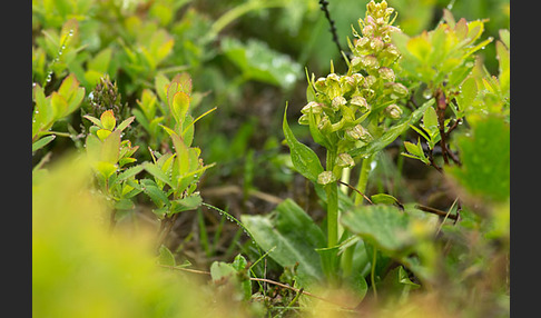 Grüne Hohlzunge (Coeloglossum viride)