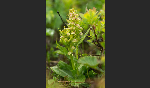 Grüne Hohlzunge (Coeloglossum viride)