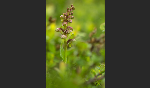 Grüne Hohlzunge (Coeloglossum viride)