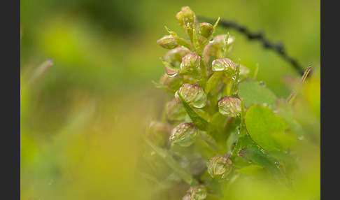 Grüne Hohlzunge (Coeloglossum viride)