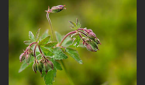 Wald-Storchschnabel (Geranium sylvaticum)