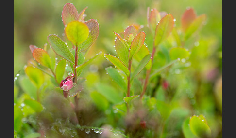 Rauschbeere (Vaccinium uliginosum)