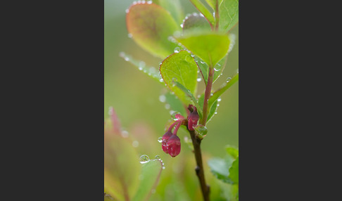 Rauschbeere (Vaccinium uliginosum)