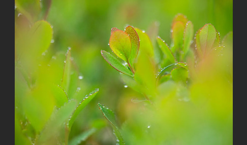 Rauschbeere (Vaccinium uliginosum)