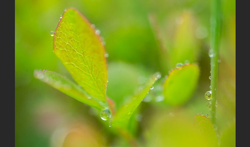 Rauschbeere (Vaccinium uliginosum)