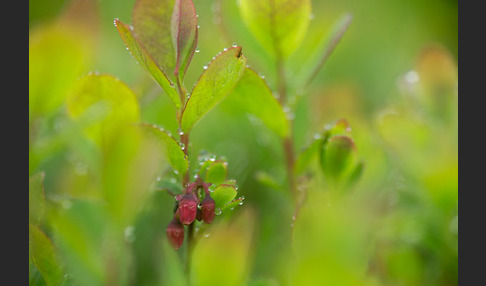 Rauschbeere (Vaccinium uliginosum)