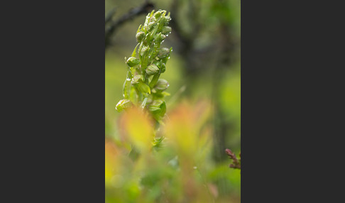 Grüne Hohlzunge (Coeloglossum viride)