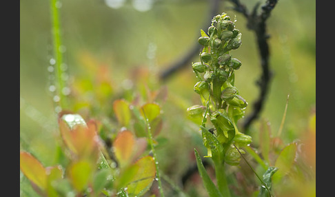 Grüne Hohlzunge (Coeloglossum viride)