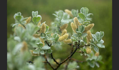 Woll-Weide (Salix lanata)