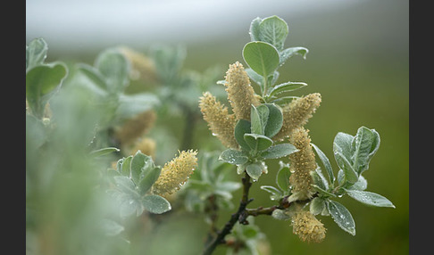 Woll-Weide (Salix lanata)