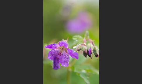 Wald-Storchschnabel (Geranium sylvaticum)