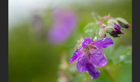 Wald-Storchschnabel (Geranium sylvaticum)