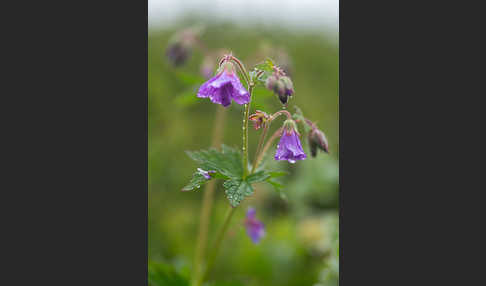 Wald-Storchschnabel (Geranium sylvaticum)