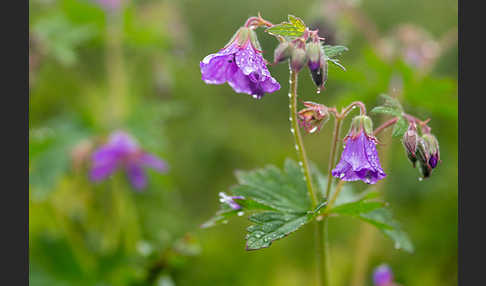 Wald-Storchschnabel (Geranium sylvaticum)