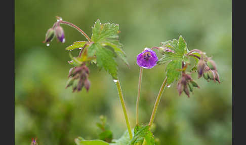 Wald-Storchschnabel (Geranium sylvaticum)