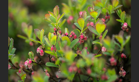 Rauschbeere (Vaccinium uliginosum)