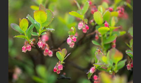 Rauschbeere (Vaccinium uliginosum)