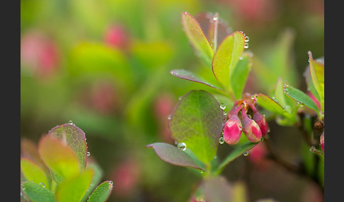 Rauschbeere (Vaccinium uliginosum)