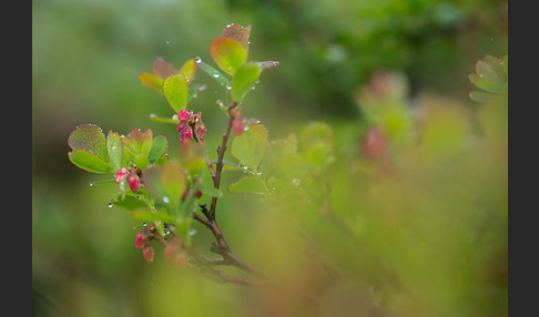 Rauschbeere (Vaccinium uliginosum)