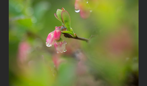 Rauschbeere (Vaccinium uliginosum)