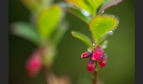 Rauschbeere (Vaccinium uliginosum)