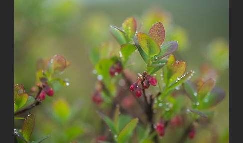 Rauschbeere (Vaccinium uliginosum)