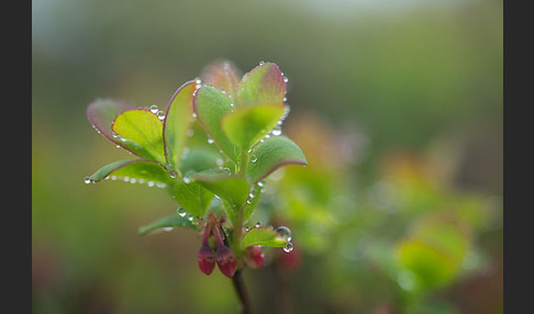 Rauschbeere (Vaccinium uliginosum)