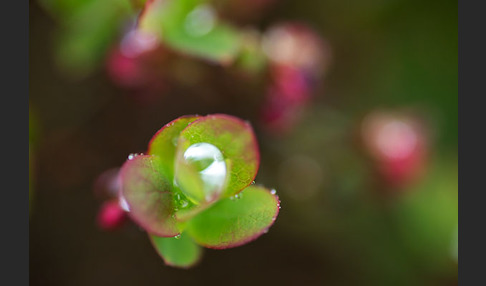 Rauschbeere (Vaccinium uliginosum)