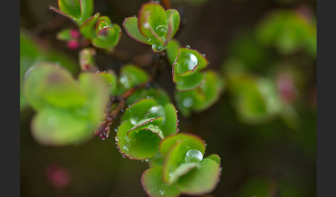 Rauschbeere (Vaccinium uliginosum)