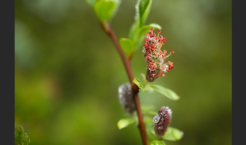 Kraut-Weide (Salix herbacea)