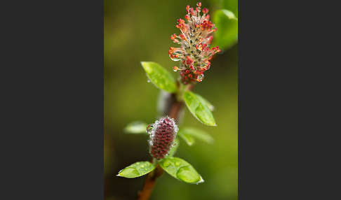 Kraut-Weide (Salix herbacea)