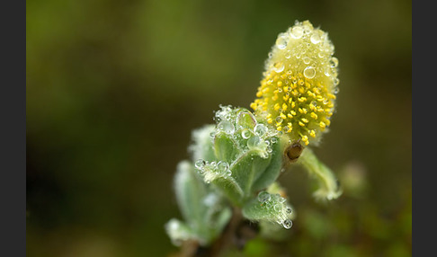 Woll-Weide (Salix lanata)