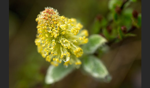 Woll-Weide (Salix lanata)