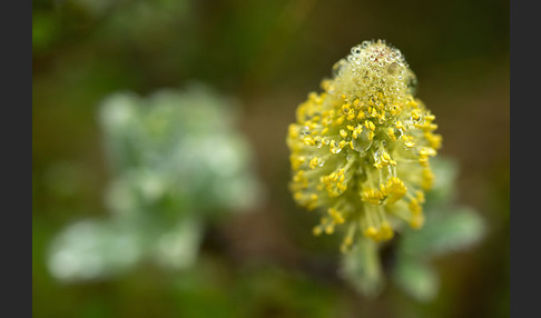 Woll-Weide (Salix lanata)