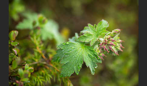 Wald-Storchschnabel (Geranium sylvaticum)