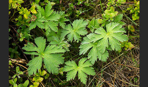 Wald-Storchschnabel (Geranium sylvaticum)