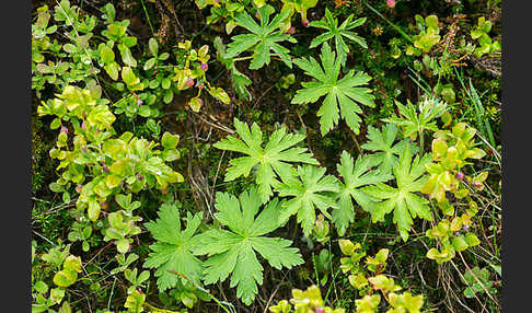 Wald-Storchschnabel (Geranium sylvaticum)